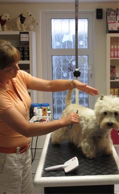 Sussanne Roher in ihrem Hundestudio