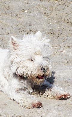 Sussanne Roher in ihrem Hundestudio